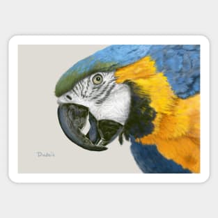 Blue and Gold Macaw Parrot Sticker